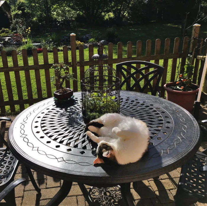 Amy Table 4 Seater Set - Antique Bronze - Image 10