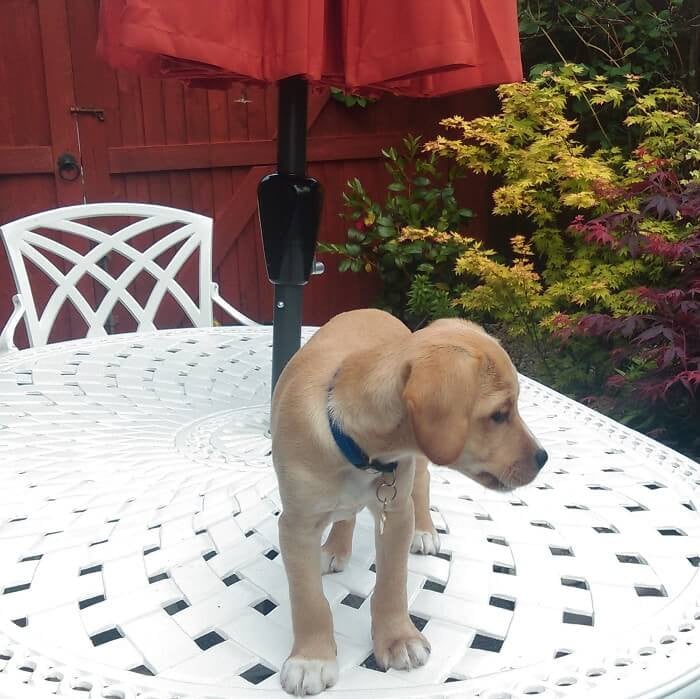 June Table 4 Seater Set - White - Image 9